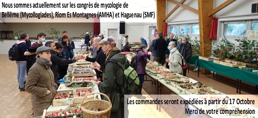 Nous sommes actuellement sur les congrès de mycologie, les commandes seront traités à partir du 17 Octobre